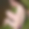 ane036x06.jpg