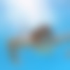 goswimby7.jpg